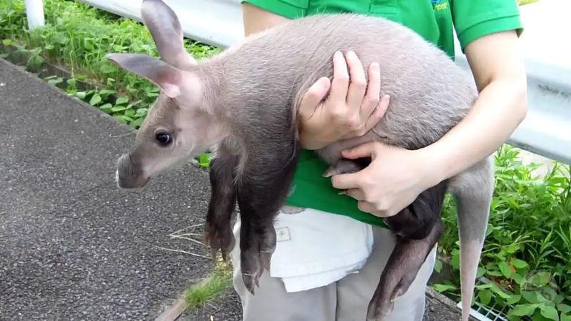 【画像】「ツチブタ」とかいう、珍獣wwwwwwwwwwwwwwww