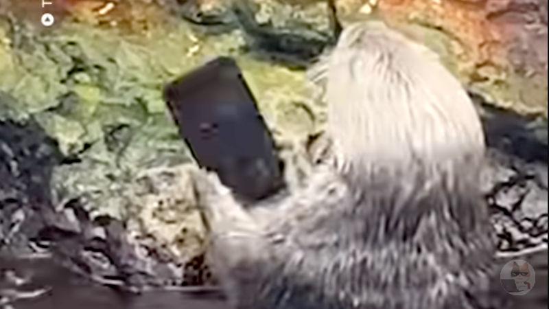 【動画】ラッコ「よっしゃ!新種の貝拾ったで!叩き割ったろ!」→観客の落としたiPhoneを叩き割る