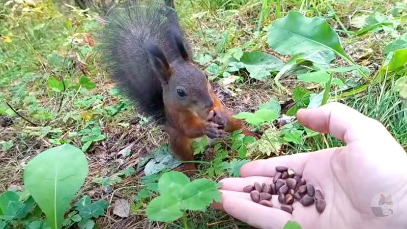 【動画】リスさん、何かに気づきかけてしまう…