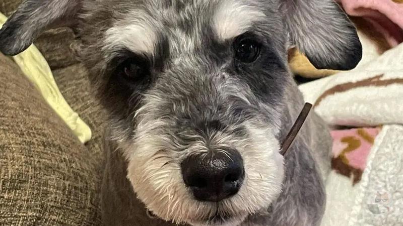 【画像】安価でイッヌにイタズラする