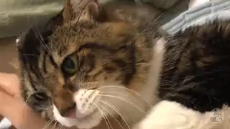 【動画】ネコさん、飼い主がちょっと風呂に入っただけでとんでもない事になる