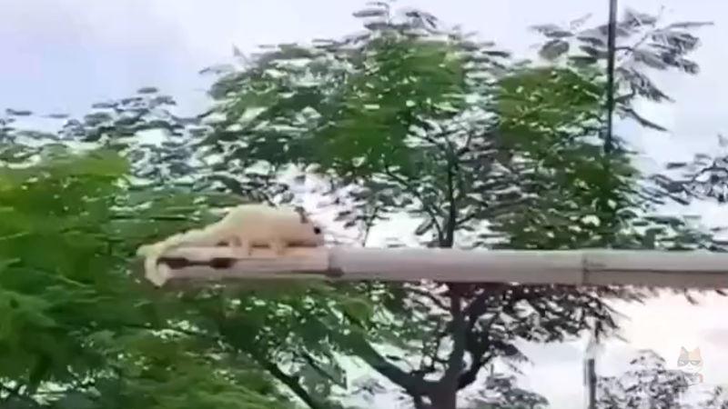 【動画】モモンガ、可愛すぎるw