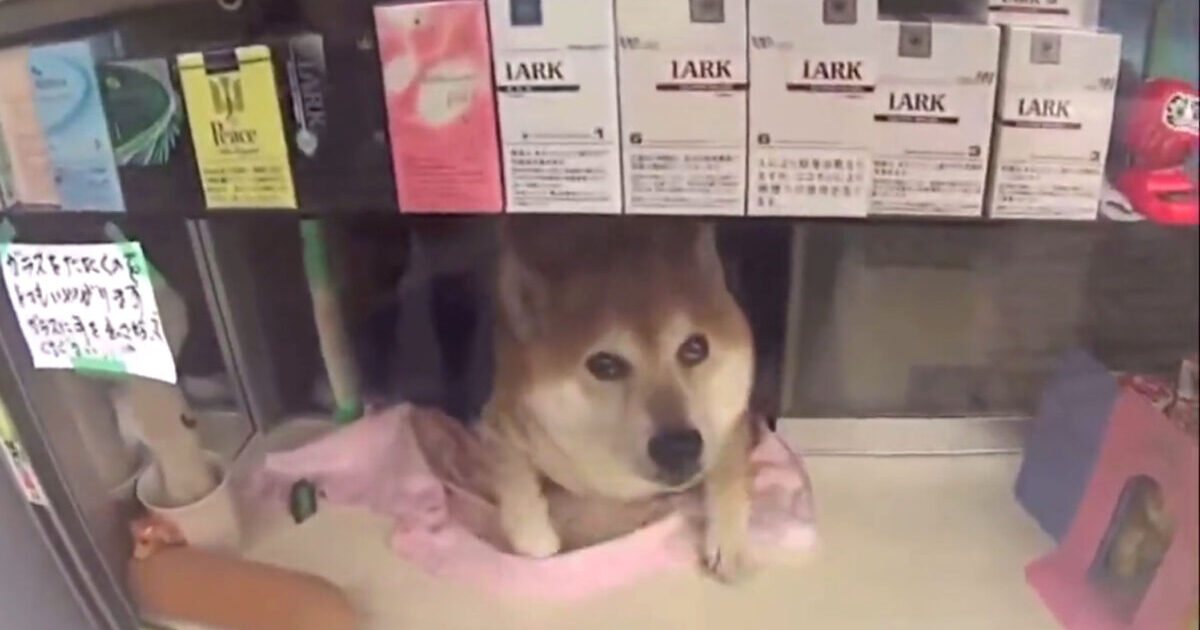 【動画】犬さん、店番をしてきゅうりをくれる