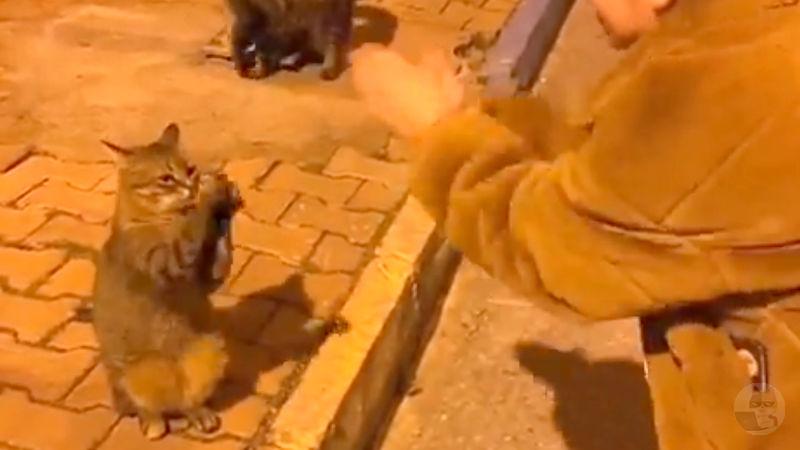 【動画】幼女「チョイチョイチョイチョイ」猫(え…俺か…?)チョイチョイチョイチョイ