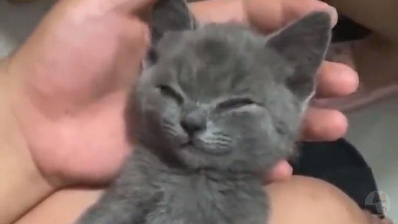 【動画】ちゅーる漬けにされた猫ちゃんの末路