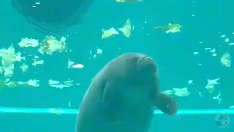 【動画】自分のウンチを食べたアザラシさん、秒で逝くwwwwwwwwwwwwwwwww