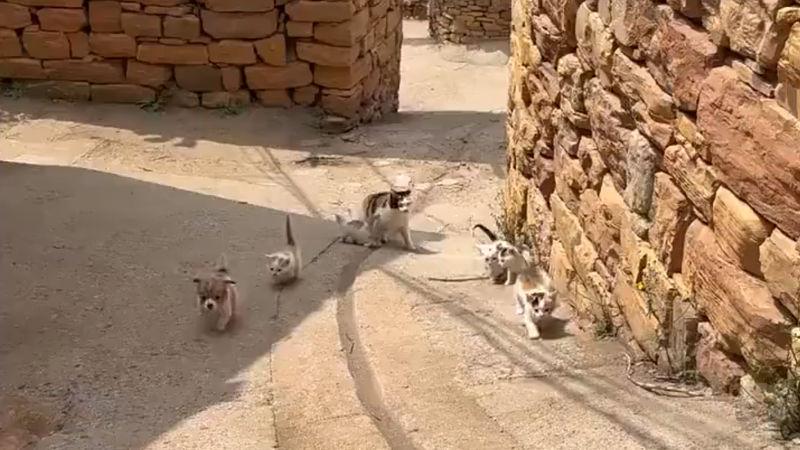 【動画】ぬこ、明らかに我が子ではないやつまで育ててしまうwwwwwwwwwwwwwwwwwwwwwwww