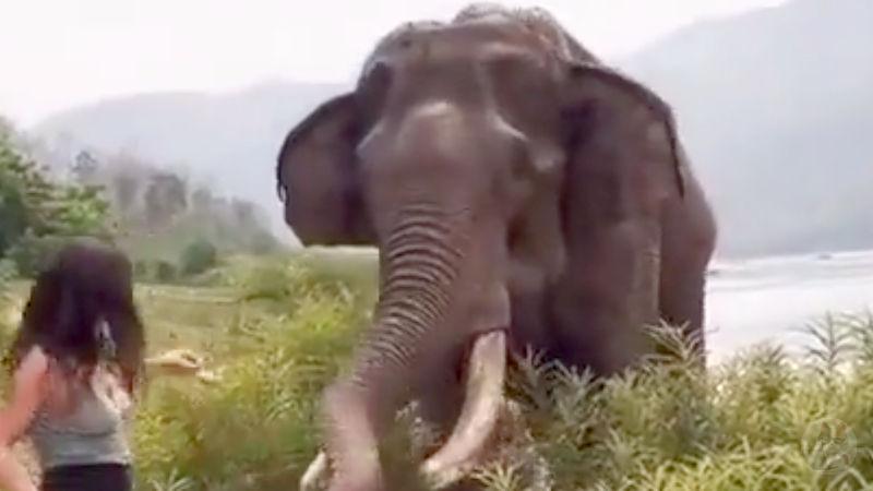 【動画】バナナでゾウをからかった女性、牙で吹き飛ばされてしまう