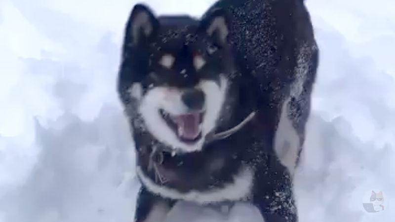 【動画】イッヌさん遊ばれる