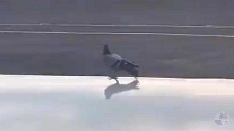 【動画】ハト「おっ飛行機動いてるな…まぁ大丈夫やろ…w」