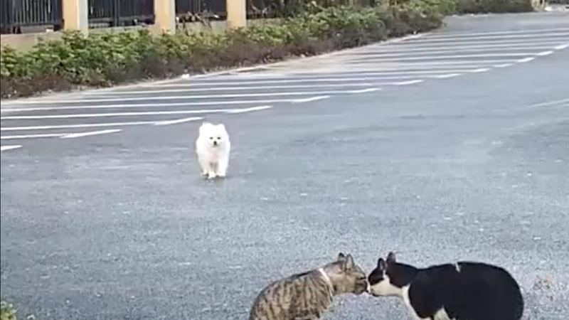 【動画】コミュ障イッヌ、ネコの輪に入れず敗走