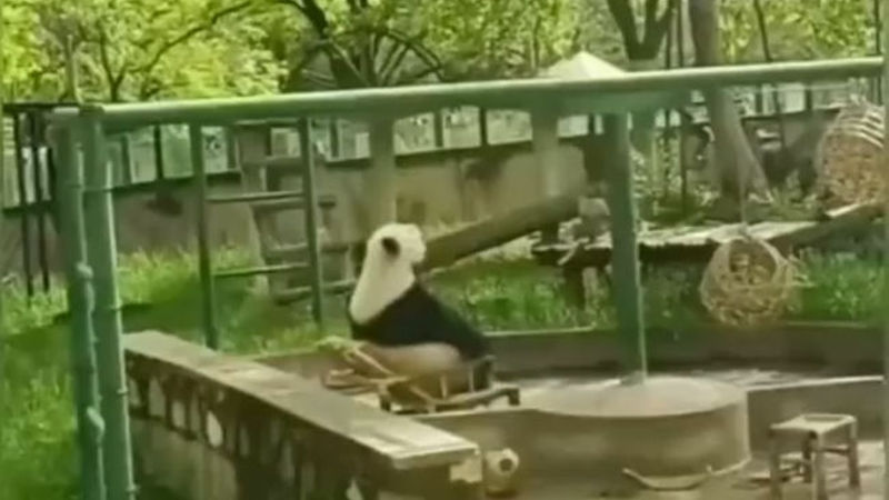 【動画・悲報】パンダさん、コケて椅子に八つ当たり