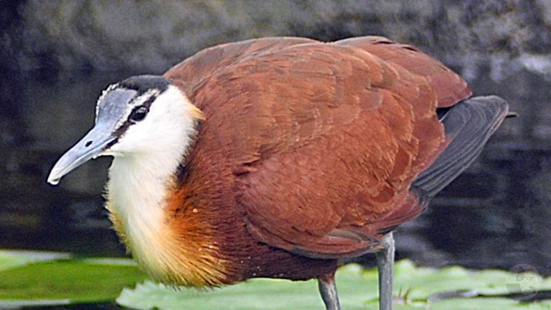 【画像】ポケモンみたいな鳥さん見つかる