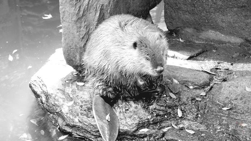 【画像】ビーバーさん、人骨で巣をつくってしまうw