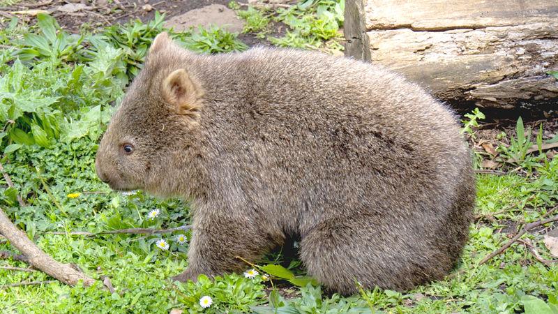 【画像】オーストラリアの動物園「台風の影響で2ヶ月閉鎖します」ウォンバット「鬱だ死のう」