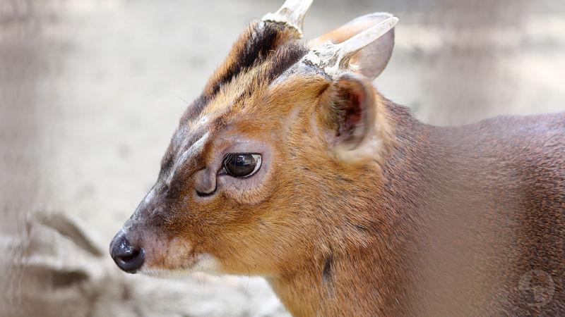 【閲覧注意】外来生物「キョン」の子供、捕獲される