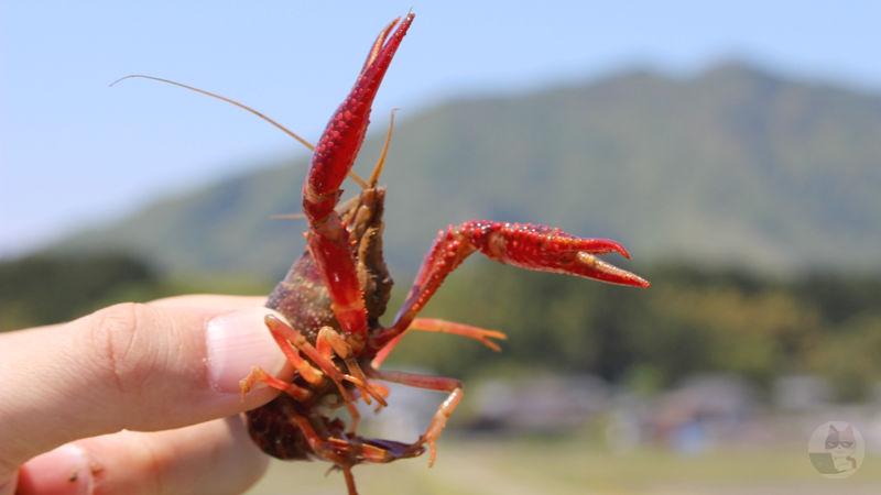 【悲報】さよならザリガニ、6月1日から輸入や販売、屋外への放流も禁止に…違反すると懲役3年または300万円以下の罰金