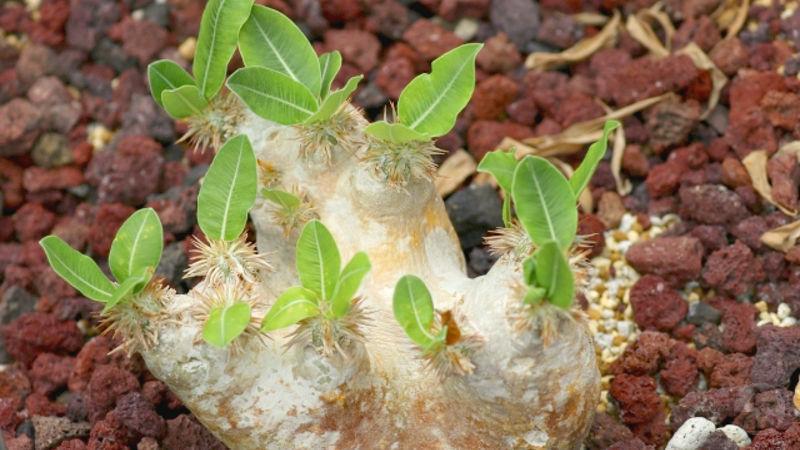 【画像】ガチニートが種から育てた観葉植物2年目になるwwwwwwwwwwwwwwww