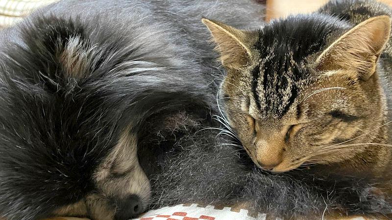 【悲報】犬と猫の共通祖先、全然可愛くない