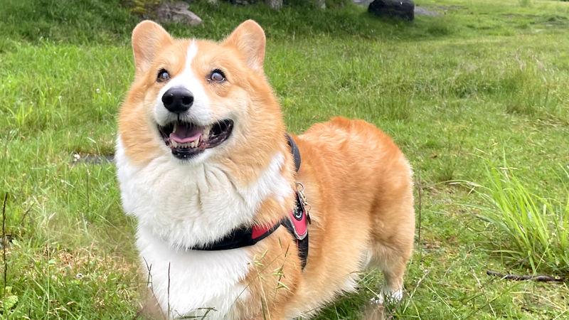 【速報画像】コーギー飼いたい