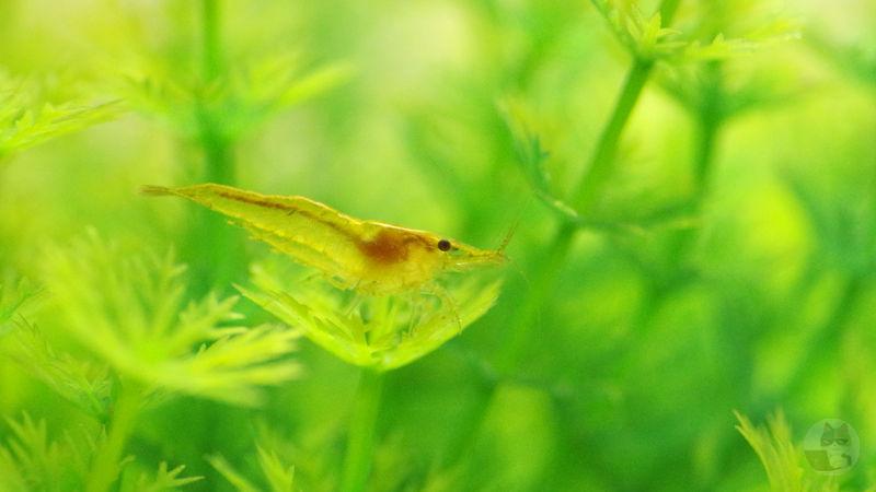 【画像】メダカ赤くする効果がある餌毎日水槽に入れてたら一緒に飼ってるエビが真っ赤になった