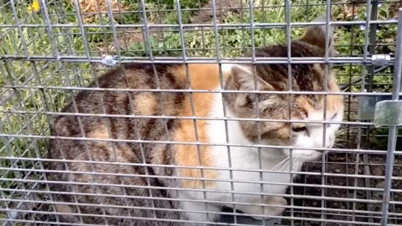 【動画】「100円」と鳴くネッコ、現る