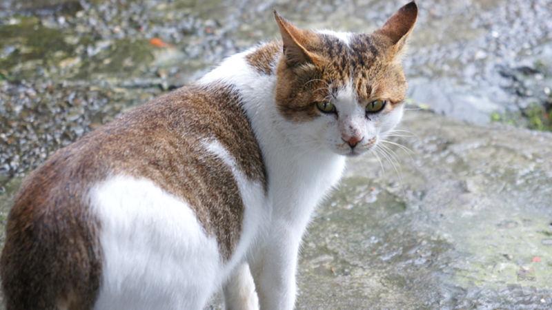 【画像あり】たまに「申し訳なさそうな野良猫」いない?