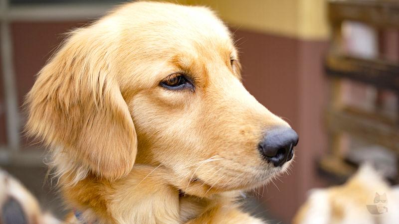【画像多め】ゴールデンレトリバー「可愛いです。性格良いです。知能高いです。」←コイツの弱点