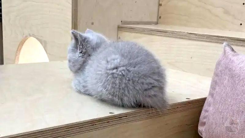 【画像】ぬいぐるみみたいな猫いた
