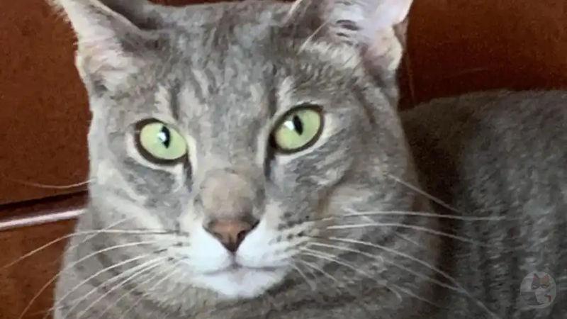 【画像】ワイの実家の猫の寝顔、相も変わらず美しい模様