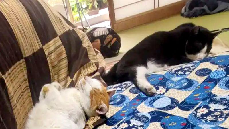 【画像】ねこ寝たwwwwwwwww