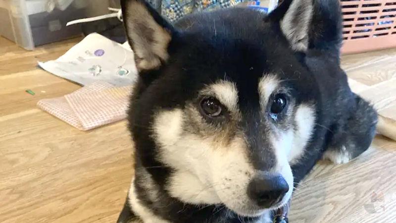 【朗報】可愛い犬種、満場一致で決まるwwwwwwwwwwww