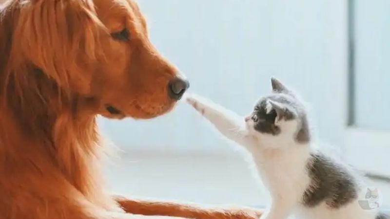 【画像大量】犬の画像貼ってく
