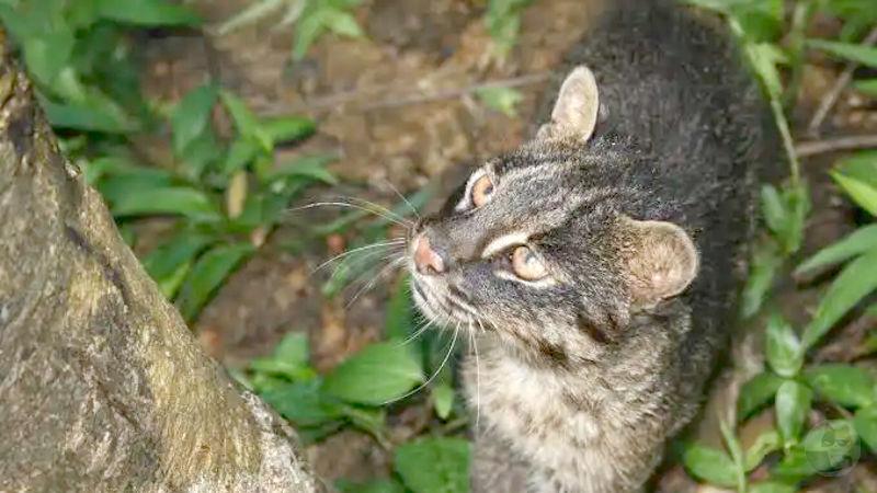 【画像】日本に生息しているネコ科の肉食動物