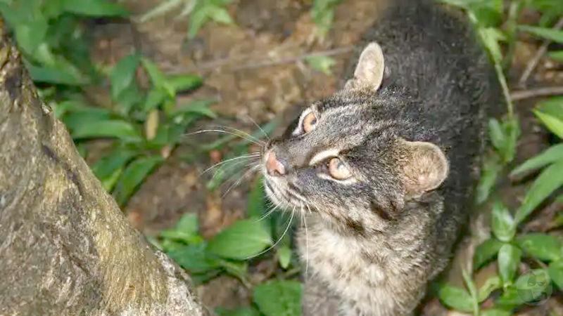【画像】日本に生息しているネコ科の肉食動物