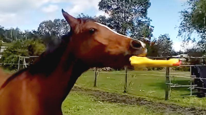 【動画】馬さん、音の出るおもちゃが気に入ってしまうｗ