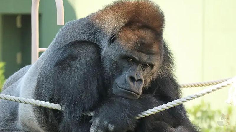 【悲報】ゴリラ、高過ぎる