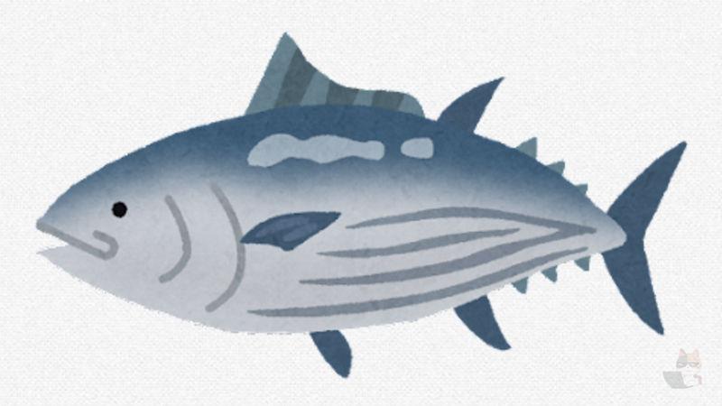 【画像】魚買ってきたから捌くよ