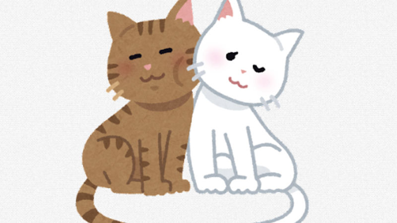 【画像】この猫たちは何をしてるの