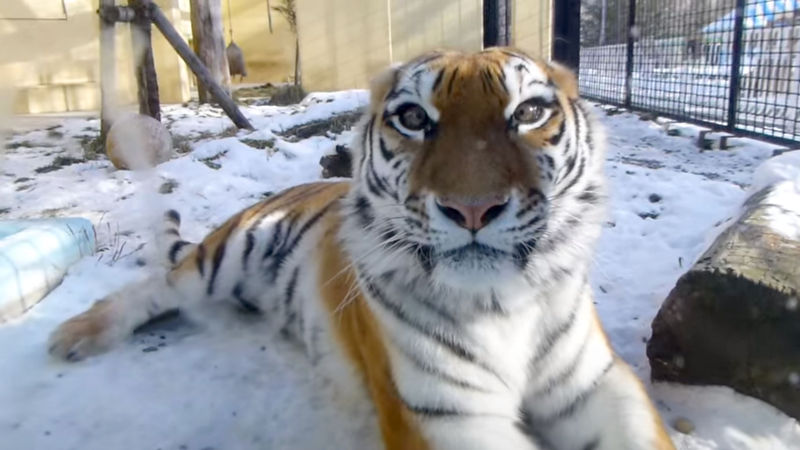 【動画】釧路市動物園の虎がめちゃかわいいとワイの中で話題に
