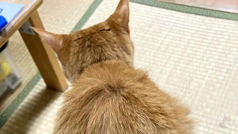 【画像】家に猫いるとQOL下がるよな