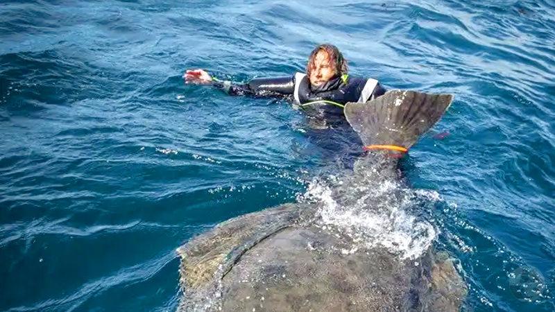 【画像】日本に捕獲レベルの高そうな生物がなぜかいない件