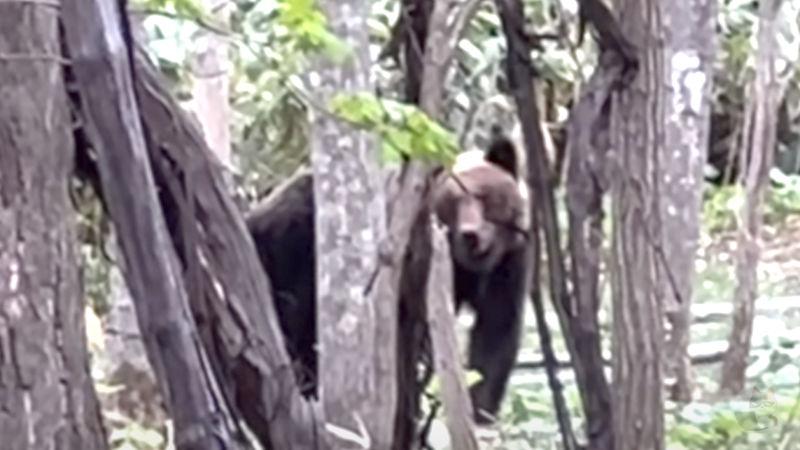 【北海道】「ダメだクマだ」動画撮影中“ヒグマ4頭”に遭遇 住宅地も近い森の中 食事奪われ