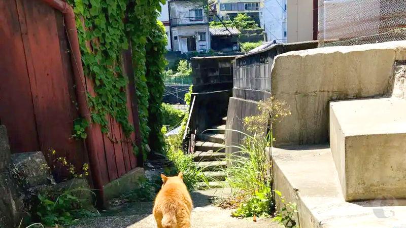 【癒し画像】ねことれた