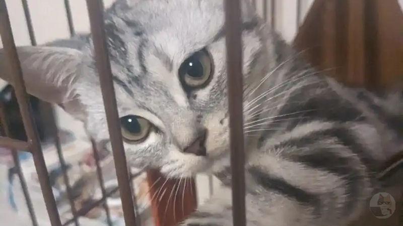 【画像多め】猫飼い始めたんやけど可愛いから見て