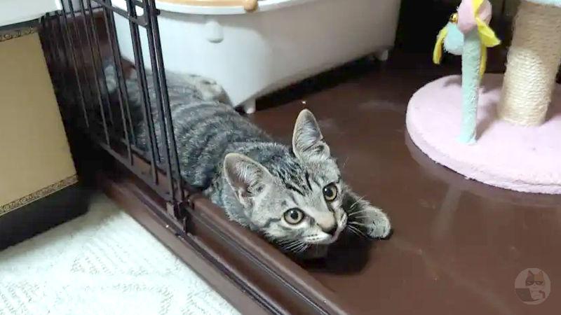 【画像あり】VIPPERから譲り受けた子猫、1歳になる