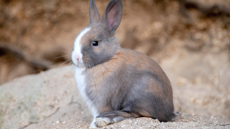 【画像】日本各地に生息するウサギたちがこちら