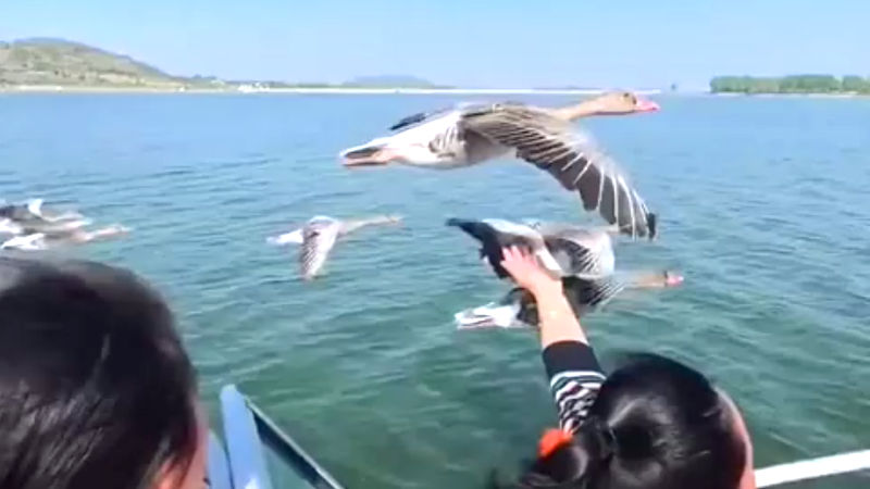 【動画】人間「(鳥触りたいなあ)」鳥「(飛ぶのサボりたいなあ)」→とんでもない事にｗｗｗｗｗｗｗｗｗｗｗｗ