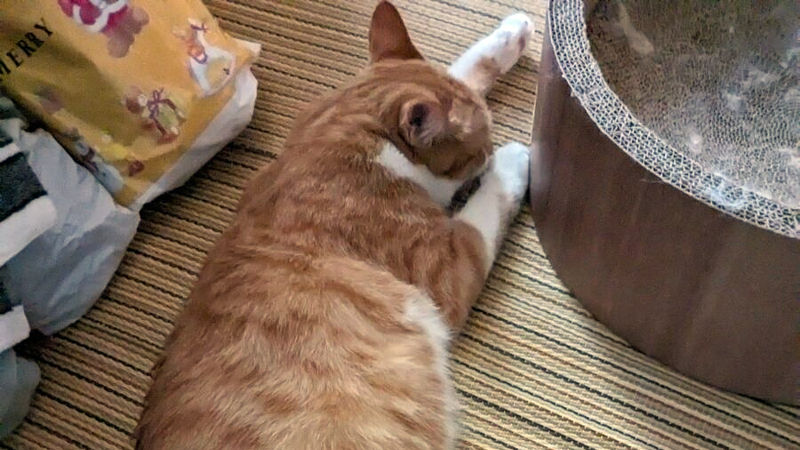 【画像多め】ワイ家のネッコ、動物病院で「デブ」と言われショックで寝込む