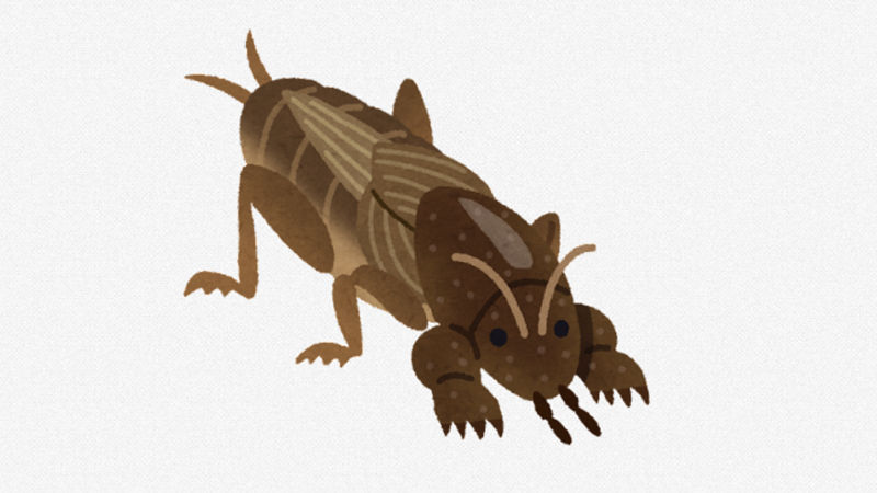 【画像】ゴキブリとコオロギを混ぜた生き物、「カプスチャンカ」発見される